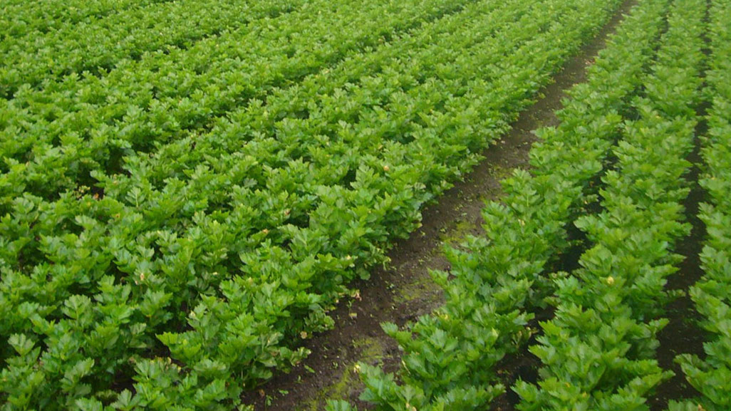 Farming